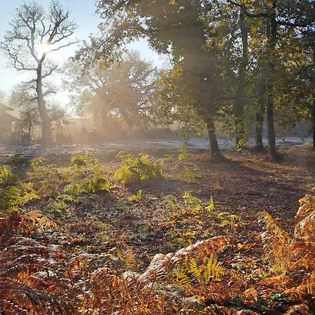 La Gemmeuse * Aureilhan (Landes)